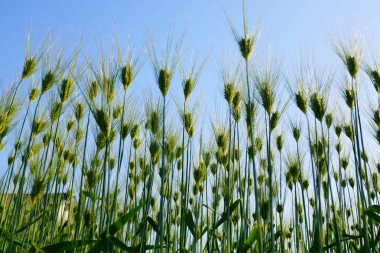 Görüntünün buğday alanı