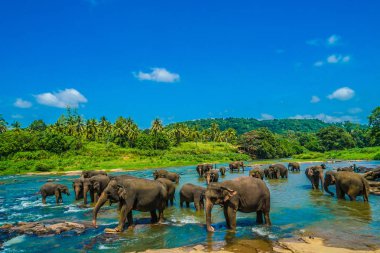 Vahşi fil görüntüsü (Sri Lanka Pinnawara)