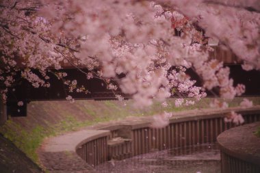 Güzel bitki, seçici odaklanma