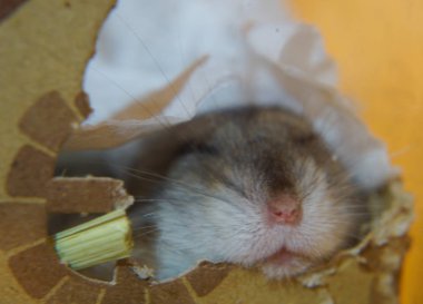 Uykucu Djungarian hamsterının görüntüsü