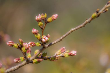 Ağlayan kiraz ağacının Bud 'ı