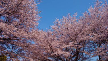 Japon imajının Kiraz Çiçeği