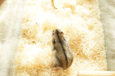 Djungarian hamster imajı seçici odak