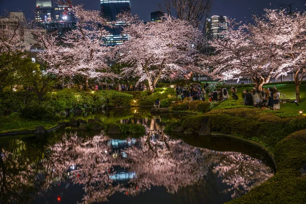 Mohri Jardin Aller Voir Des Fleurs Cerisier Nuit — Photo