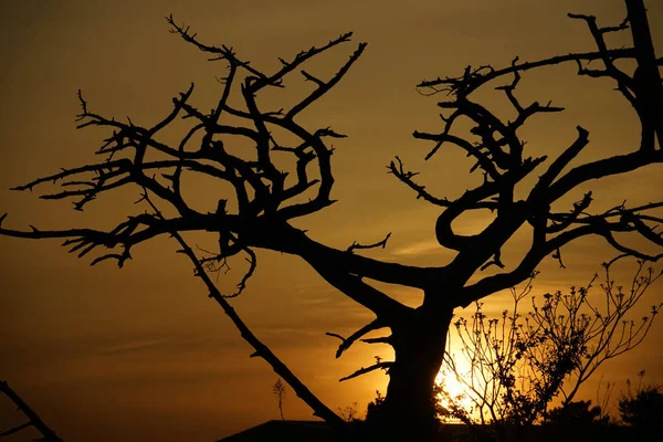 Dusk Tree Silhouette — Stockfoto