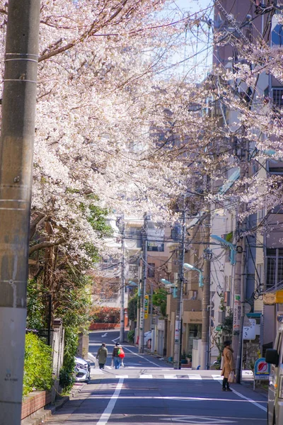 Kersenbomen Buurt Van Tokyo Metropolitan Komagome Station — Stockfoto