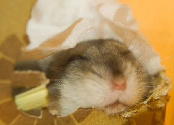 Uykucu Djungarian Hamsterının Görüntüsü — Stok fotoğraf
