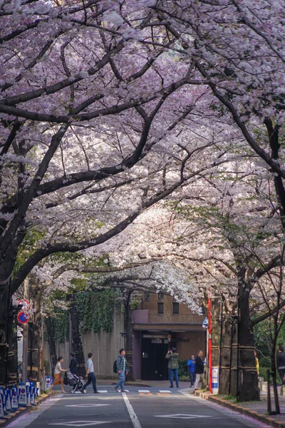 Roppongi Chome Von Kirschbäumen Gesäumt — Stockfoto