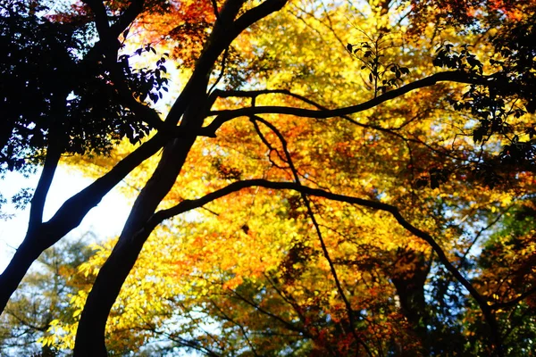Лесу Осенних Листьев — стоковое фото