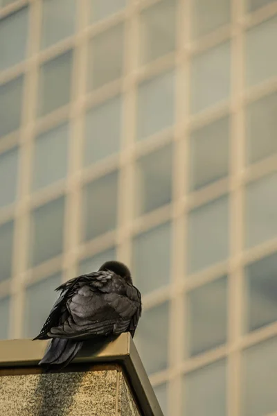 Crow — Stock Photo, Image