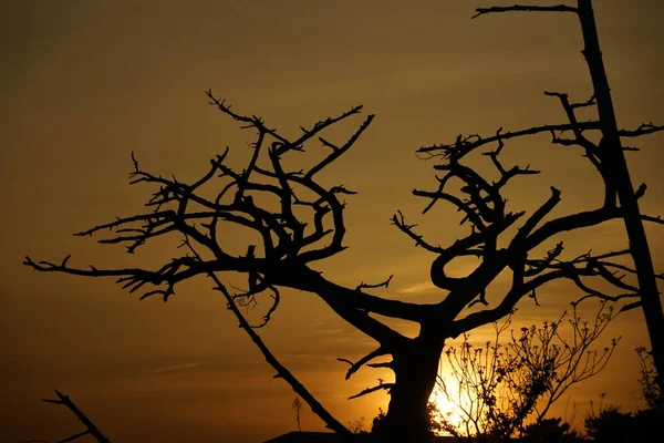 Karanlık Siluet Ağacı — Stok fotoğraf
