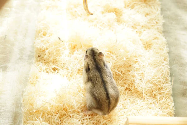 Djungarian Hamster Imagen Enfoque Selectivo —  Fotos de Stock