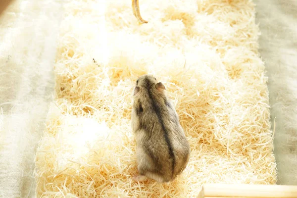 Djungarian hamster imajı seçici odak