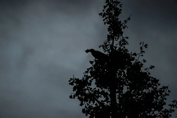 Roadside Tree Crow Silhouette — Stockfoto