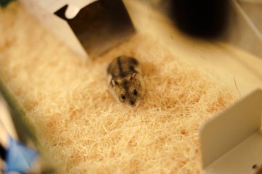 Hamster görüntüsü (Djungarian)