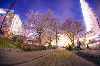 Kiraz çiçekleriyle dolu ve gece görüşünün Minato Mirai 'si