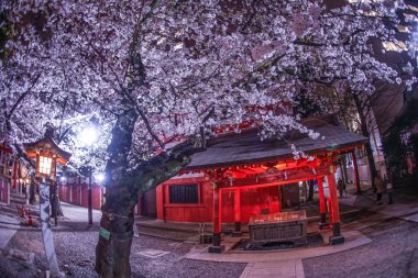 Kiraz çiçekleri ve Hanazono Tapınağı çiçek açmış.