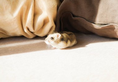 Djungarian hamsterı (mavi safir)