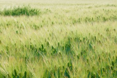 Görüntünün buğday alanı