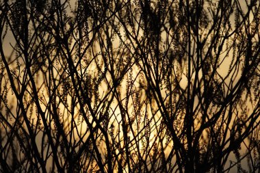 Alacakaranlık ve bitki resmi