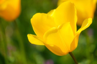 Sarı lale alanlarının resmi