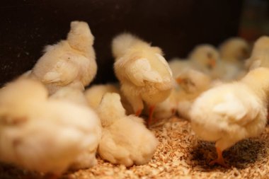 farklı hayvanlar, seçici odaklanma