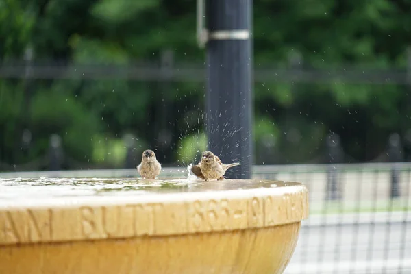 Ptaki Kąpiące Się Selektywnie — Zdjęcie stockowe