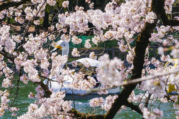 Повний Цвіт Вишневого Дерева Качиного Човна Парк Інокашіра — стокове фото