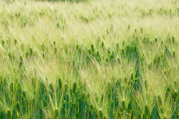 Campo Trigo Imagem — Fotografia de Stock