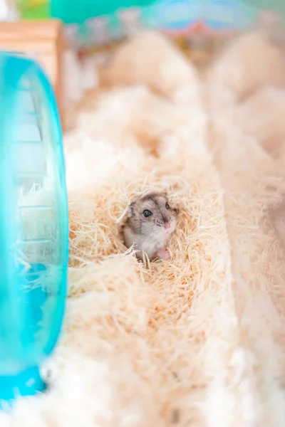 Djungarian Hamster Beeld Selectieve Focus — Stockfoto