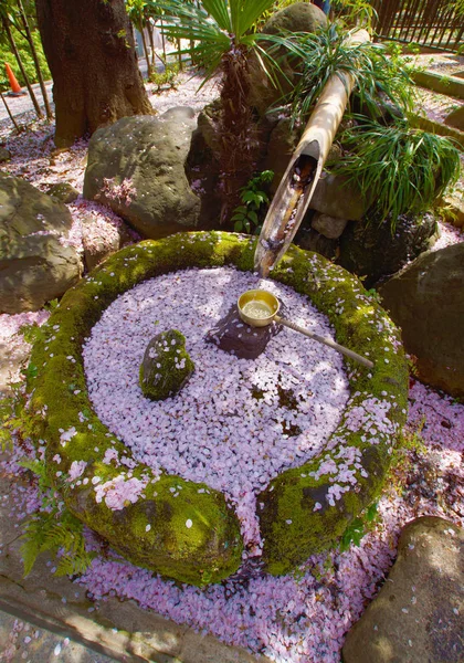 Sakura树 有选择的重点 — 图库照片