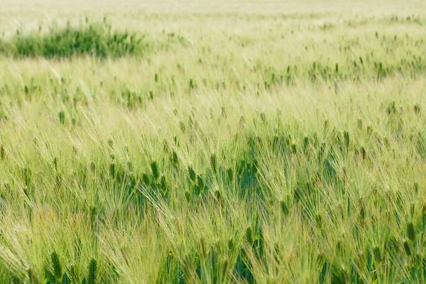 Campo Trigo Imagem — Fotografia de Stock