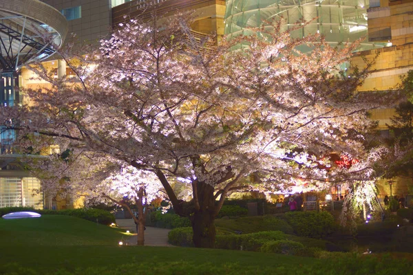 Sakura Jardim Mohri — Fotografia de Stock