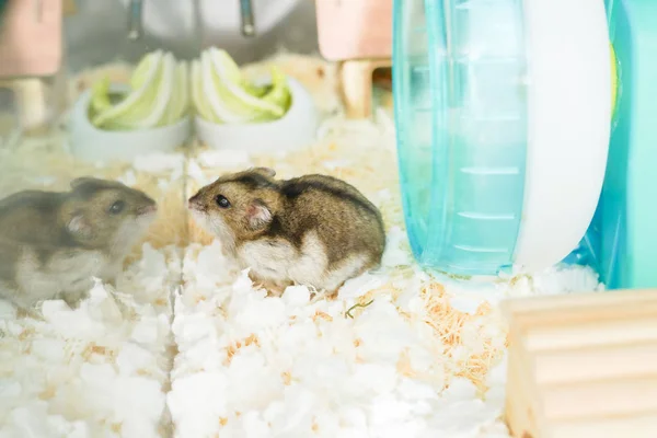 Schattig Djungarian Hamster Beeld Sprue Saffier — Stockfoto