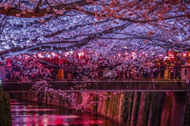 Meguro Nehri 'nin kiraz çiçekleri.
