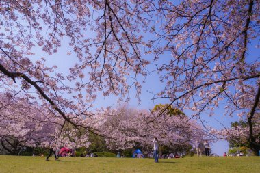 Kirazlı Honmoku Zirvesi Parkı 'nın (Yokohama)