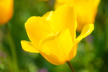 Sarı lale alanlarının resmi