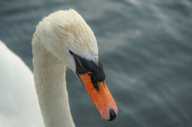 farklı hayvanlar, seçici odaklanma