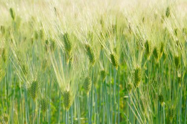 Görüntünün buğday alanı