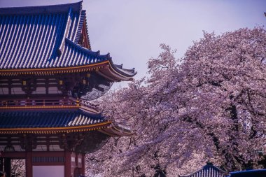 Ikegami Honmonji 'nin çiçek açmış kiraz ağacı.