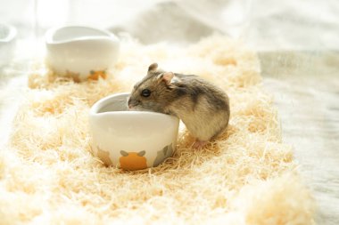 farklı hayvanlar, seçici odaklanma