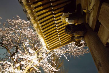 Geceleri Takamichi Dağı 'na kiraz çiçeklerini görmeye gidiyorum.