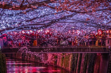 Geceleri Nakameguro Meguro Nehri 'nin kiraz çiçeklerini görmeye gidiyorum.