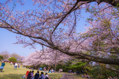 Kirazlı Honmoku Zirvesi Parkı 'nın (Yokohama)