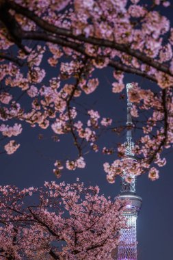 Tokyo Gökyüzü Ağacı ve gece kiraz çiçeklerini görmeye gidiyorum.