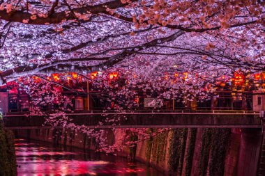 Geceleri Nakameguro Meguro Nehri 'nin kiraz çiçeklerini görmeye gidiyorum.