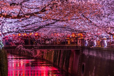 Meguro Nehri 'nin kiraz çiçekleri.