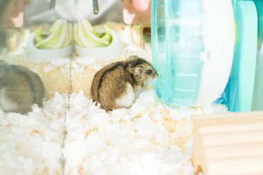 Şirin Djungarian hamster görüntüsü (safiri ladin))