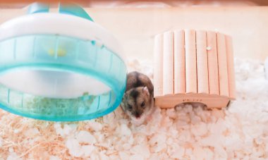 Şirin Djungarian hamster görüntüsü (safiri ladin))