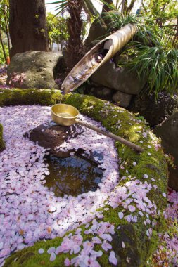 Sakura ağacı, seçici odak